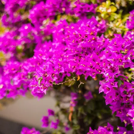 Th - Borgo Di Fiuzzi & 4* プラーイア・ア・マーレ